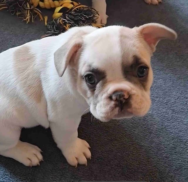 French Bulldog Puppies media 4