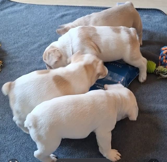 French Bulldog Puppies media 5