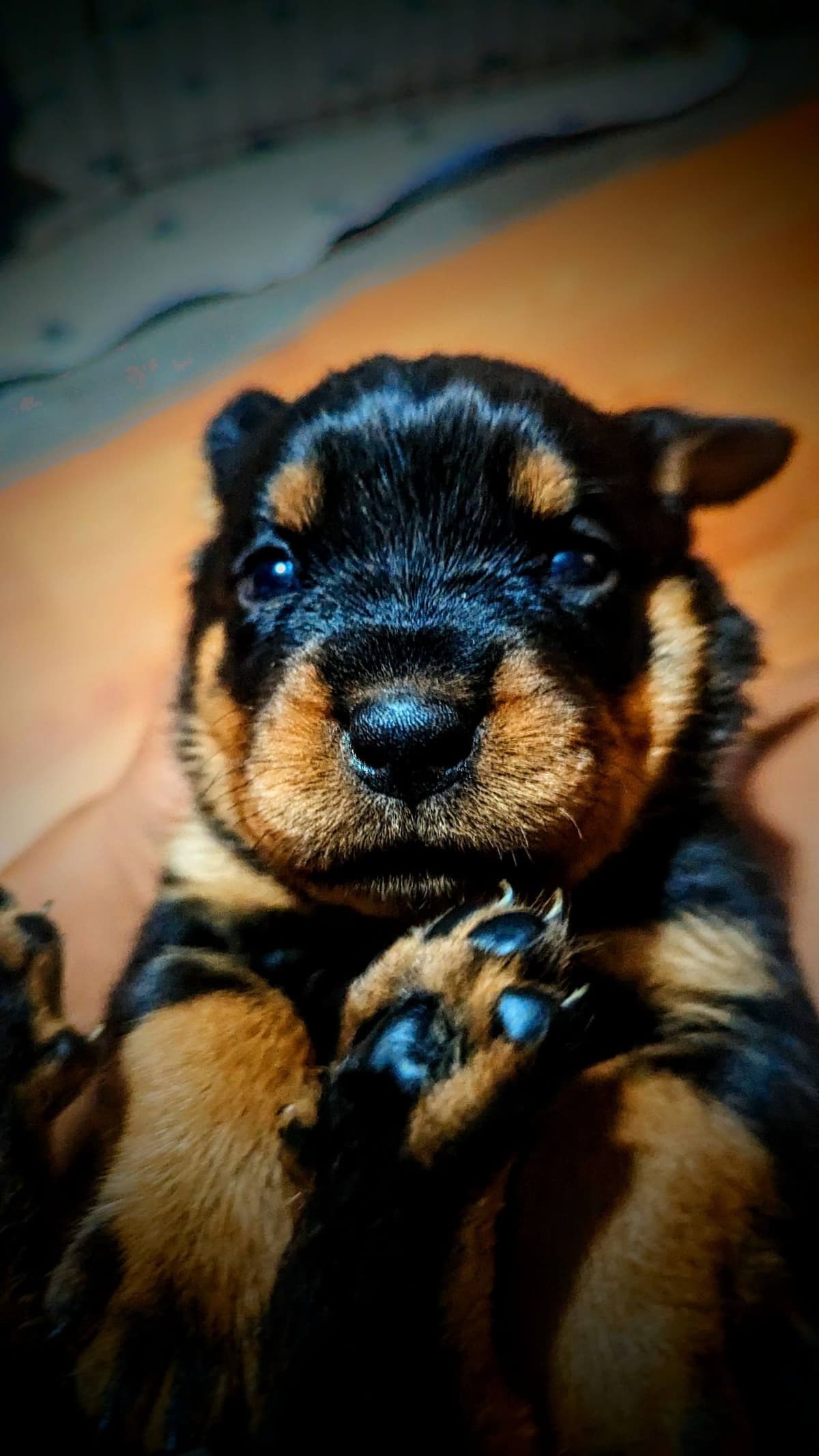 Rottweiler Puppies breeder image 1