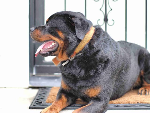 Rottweiler Puppies media 2
