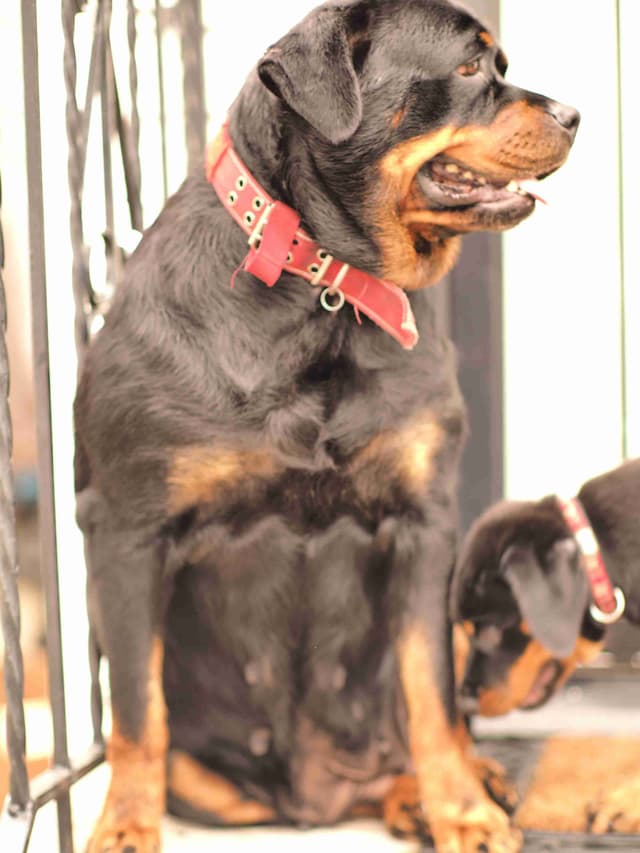 Rottweiler Puppies media 3