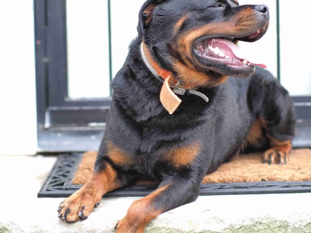 Rottweiler Puppies media 4