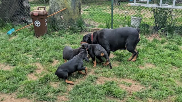 Rottweiler Puppies media 5