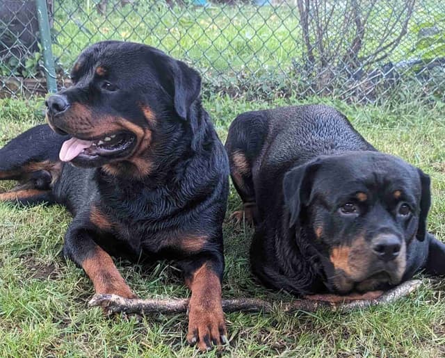 Rottweiler Puppies media 7