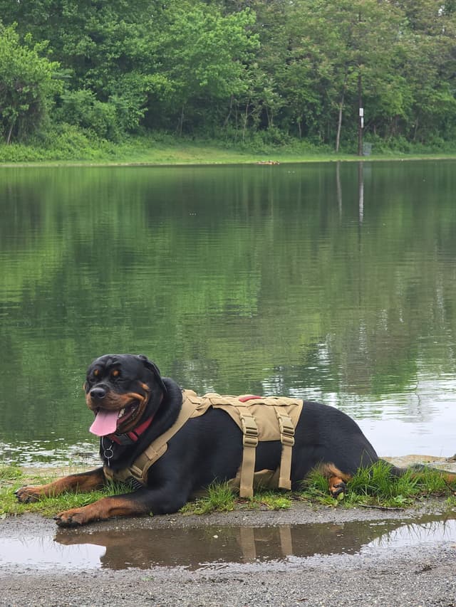 Rottweiler Puppies media 9