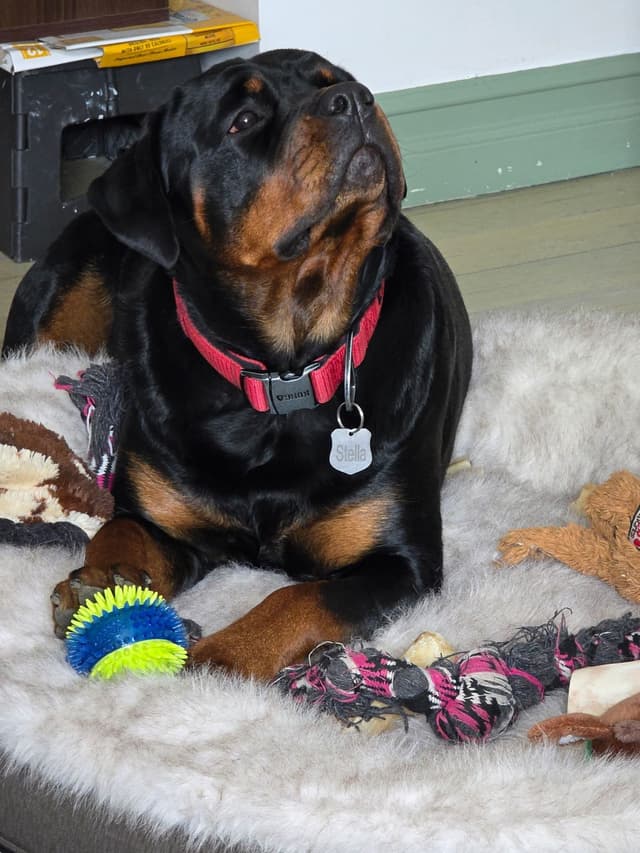 Rottweiler Puppies media 8