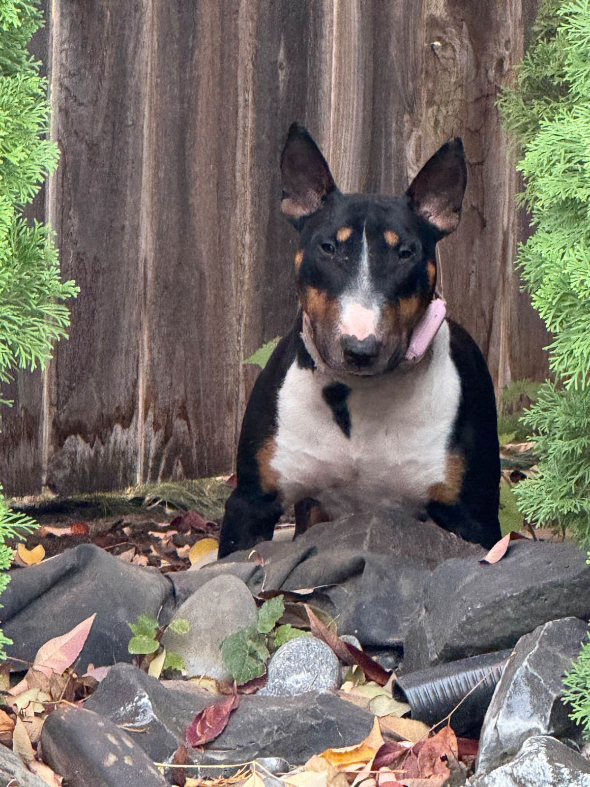 Bull Terrier Puppies breeder image 1