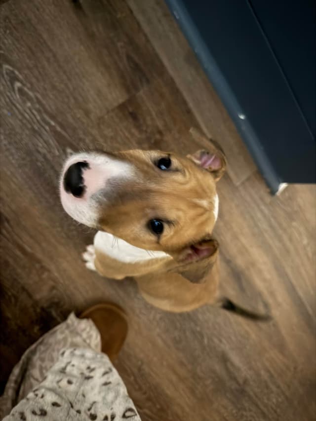 Bull Terrier Puppies media 2