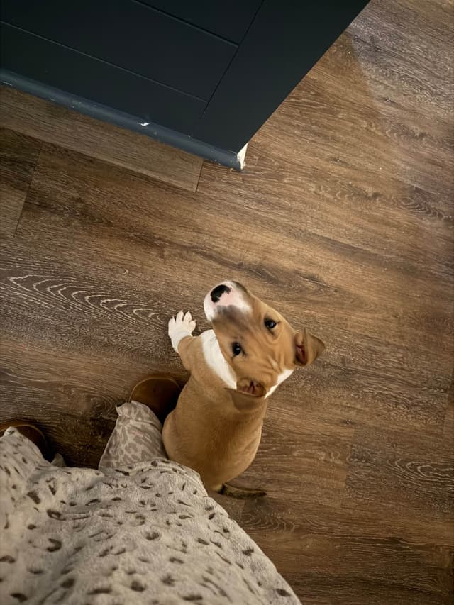 Bull Terrier Puppies media 4