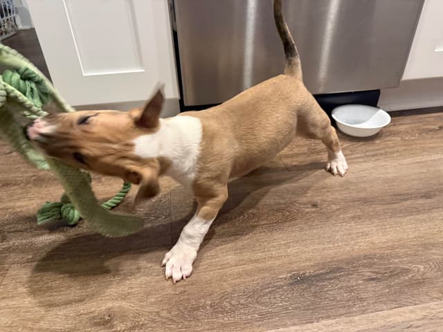 Bull Terrier Puppies media 5