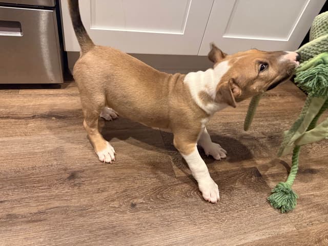 Bull Terrier Puppies media 6