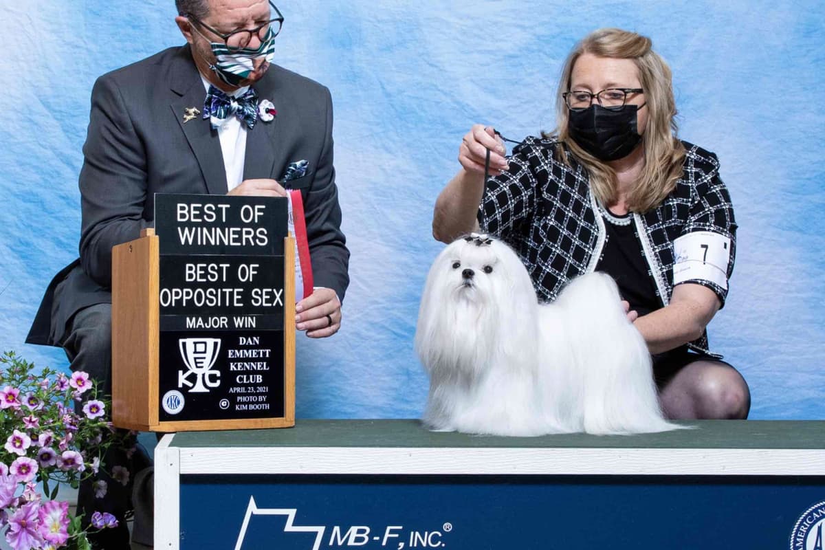 Champion Sired Maltese Female Puppies breeder image 1