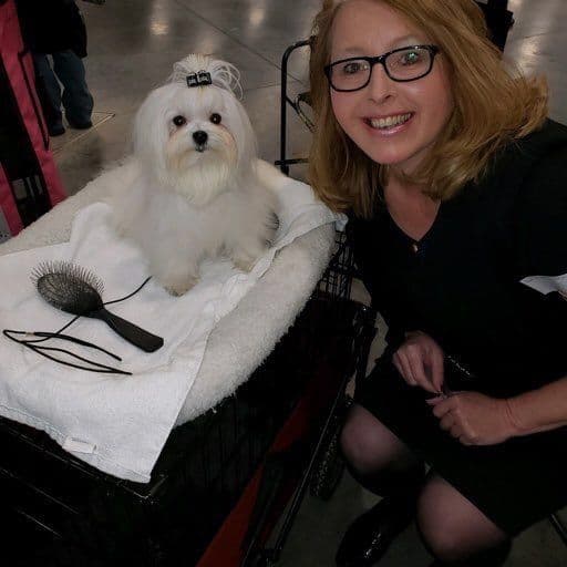 Champion Sired Maltese Female Puppies breeder image 3