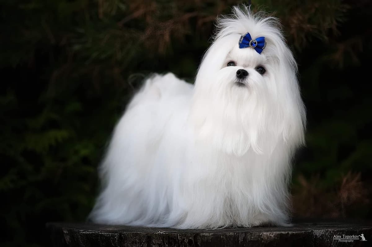 Champion Sired Maltese Female Puppies breeder image 4