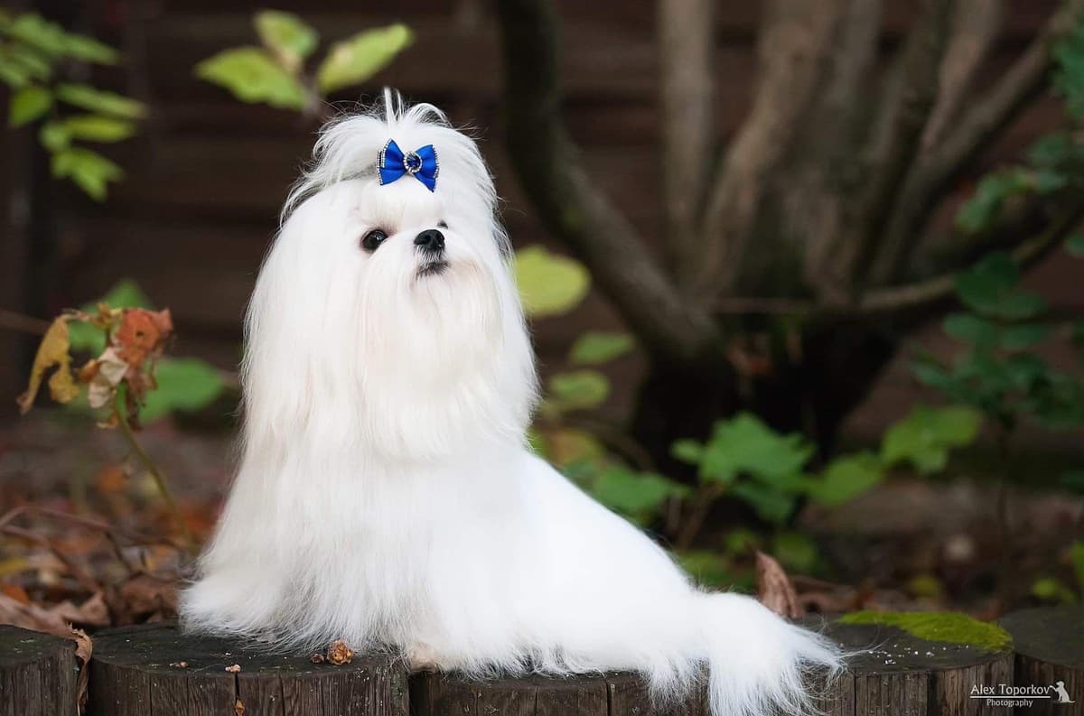 Champion Sired Maltese Female Puppies breeder image 5