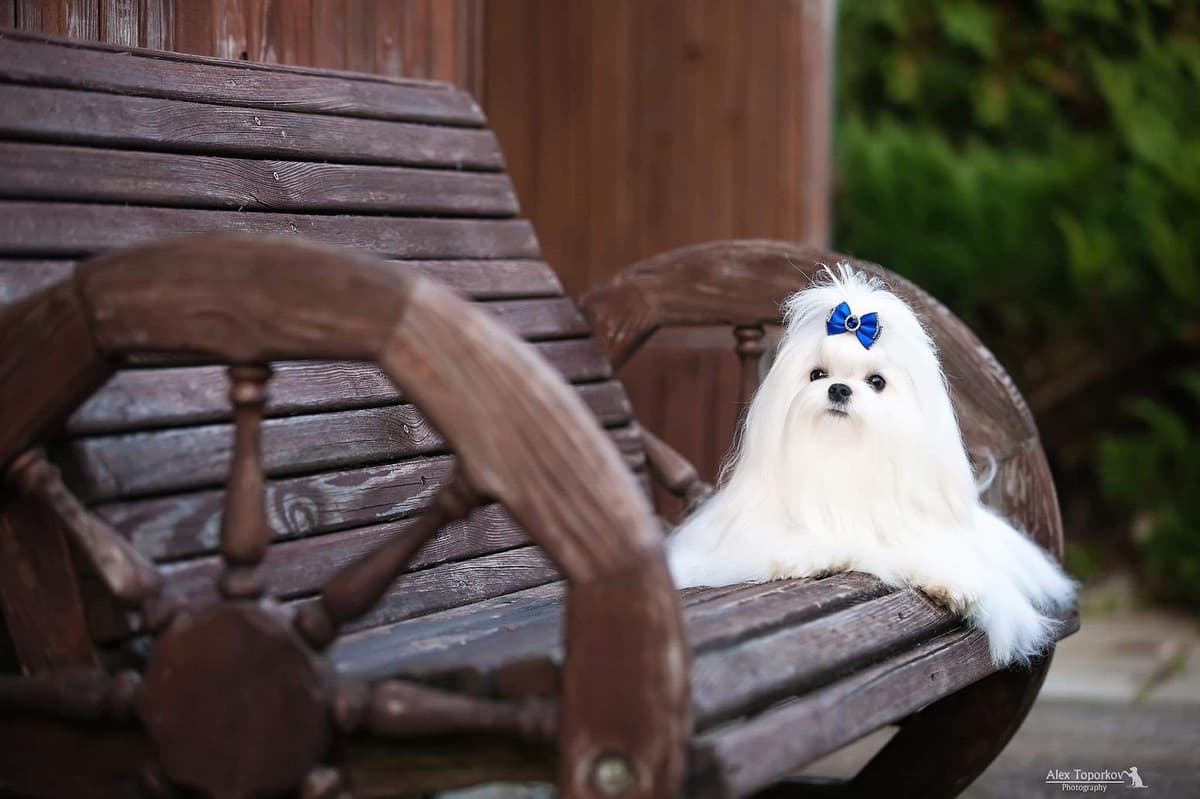 Champion Sired Maltese Female Puppies breeder image 6