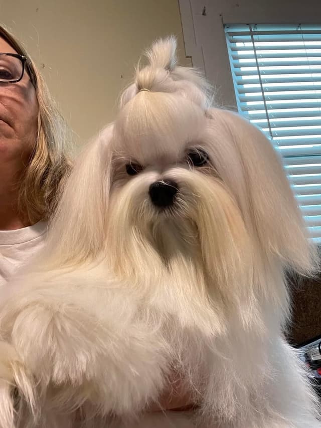 Champion Sired Maltese Female Puppies media 2