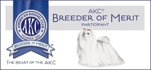 Champion Sired Maltese Female Puppies media 3