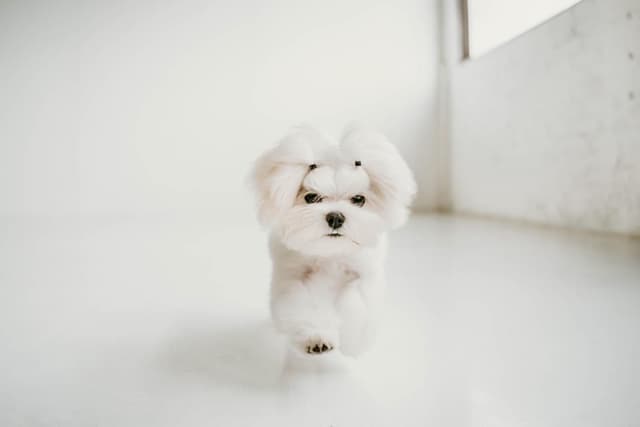 Champion Sired Maltese Female Puppies media 4