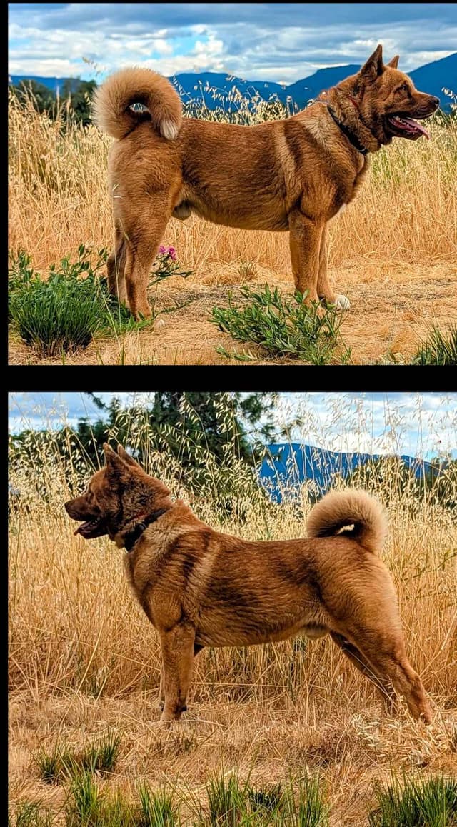 Akita Puppies media 2