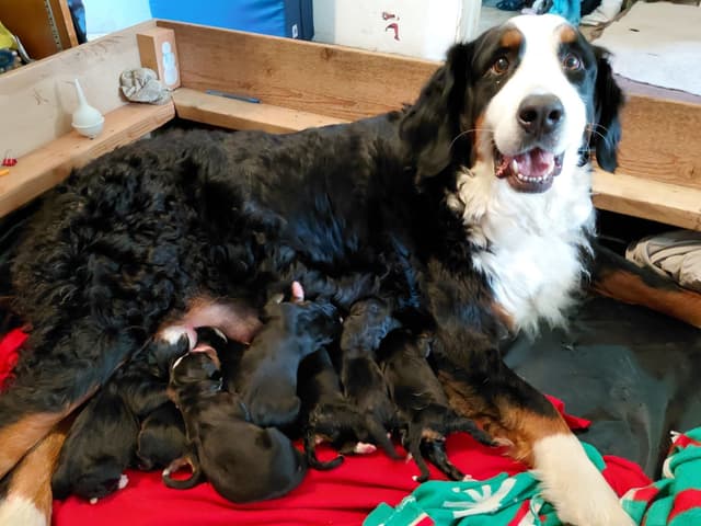 Bernese Mountain Dog Puppies media 3