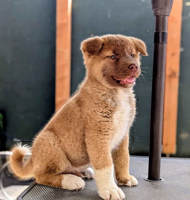 Akita Puppies media 3