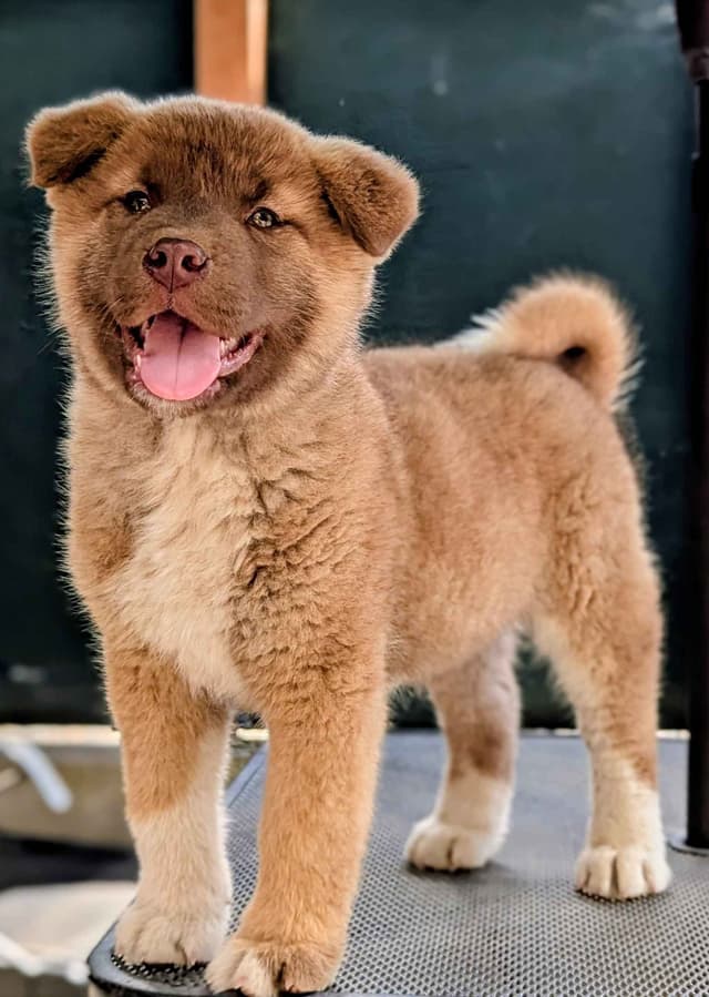 Akita Puppies media 4