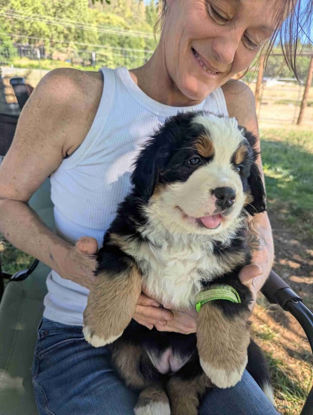Bernese Mountain Dog Puppies media 6