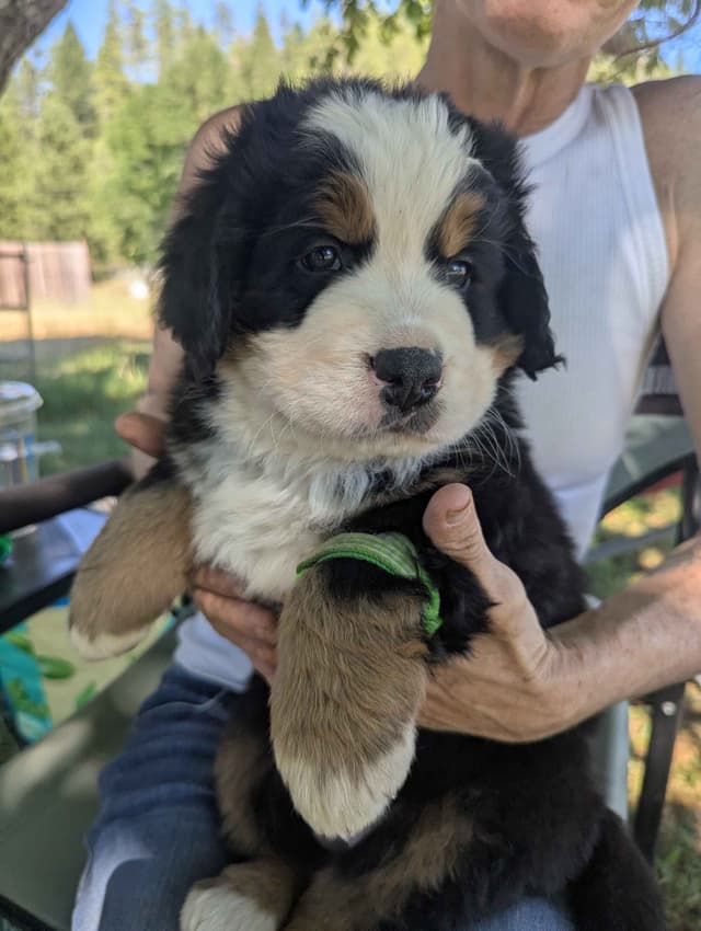 Bernese Mountain Dog Puppies media 2