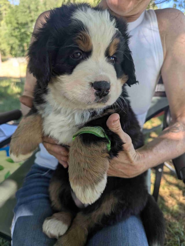 Bernese Mountain Dog Puppies media 4