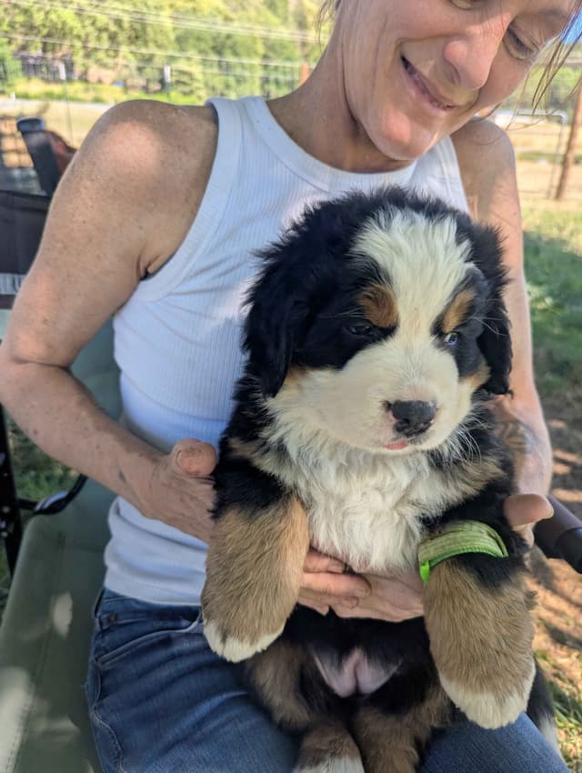 Bernese Mountain Dog Puppies media 7