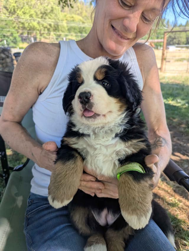 Bernese Mountain Dog Puppies media 5
