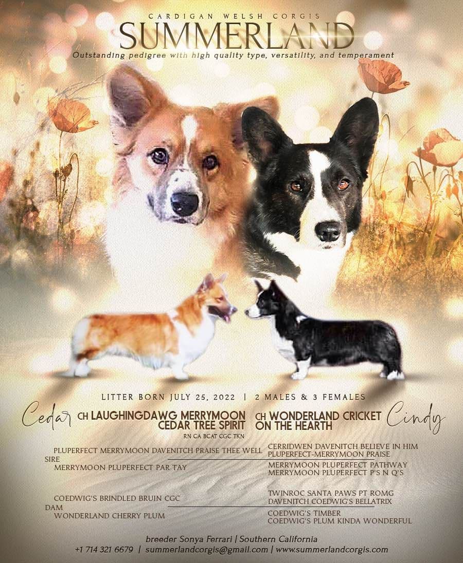 Cardigan Welsh Corgi FEMALE Puppies breeder image 1