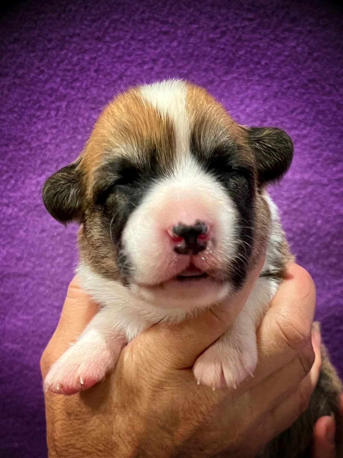 Cardigan Welsh Corgi FEMALE Puppies breeder image 3