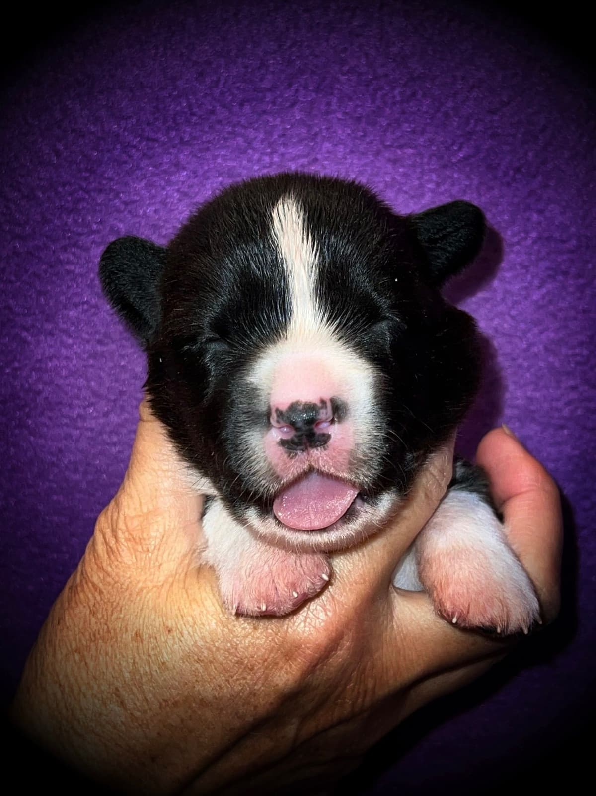 Cardigan Welsh Corgi FEMALE Puppies breeder image 6