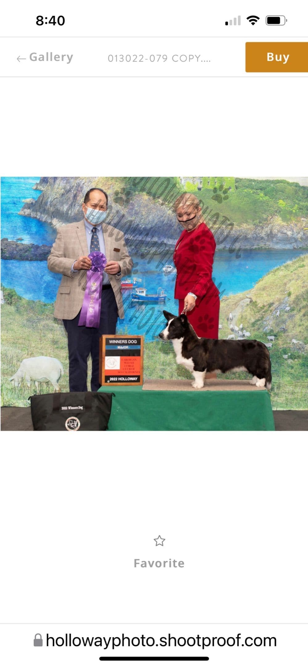 Cardigan Welsh Corgi FEMALE Puppies breeder image 7