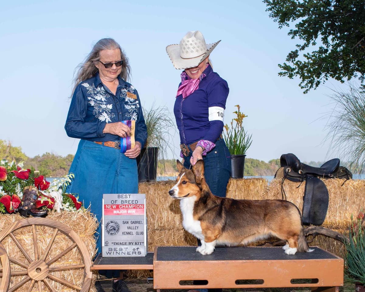 Cardigan Welsh Corgi FEMALE Puppies breeder image 8