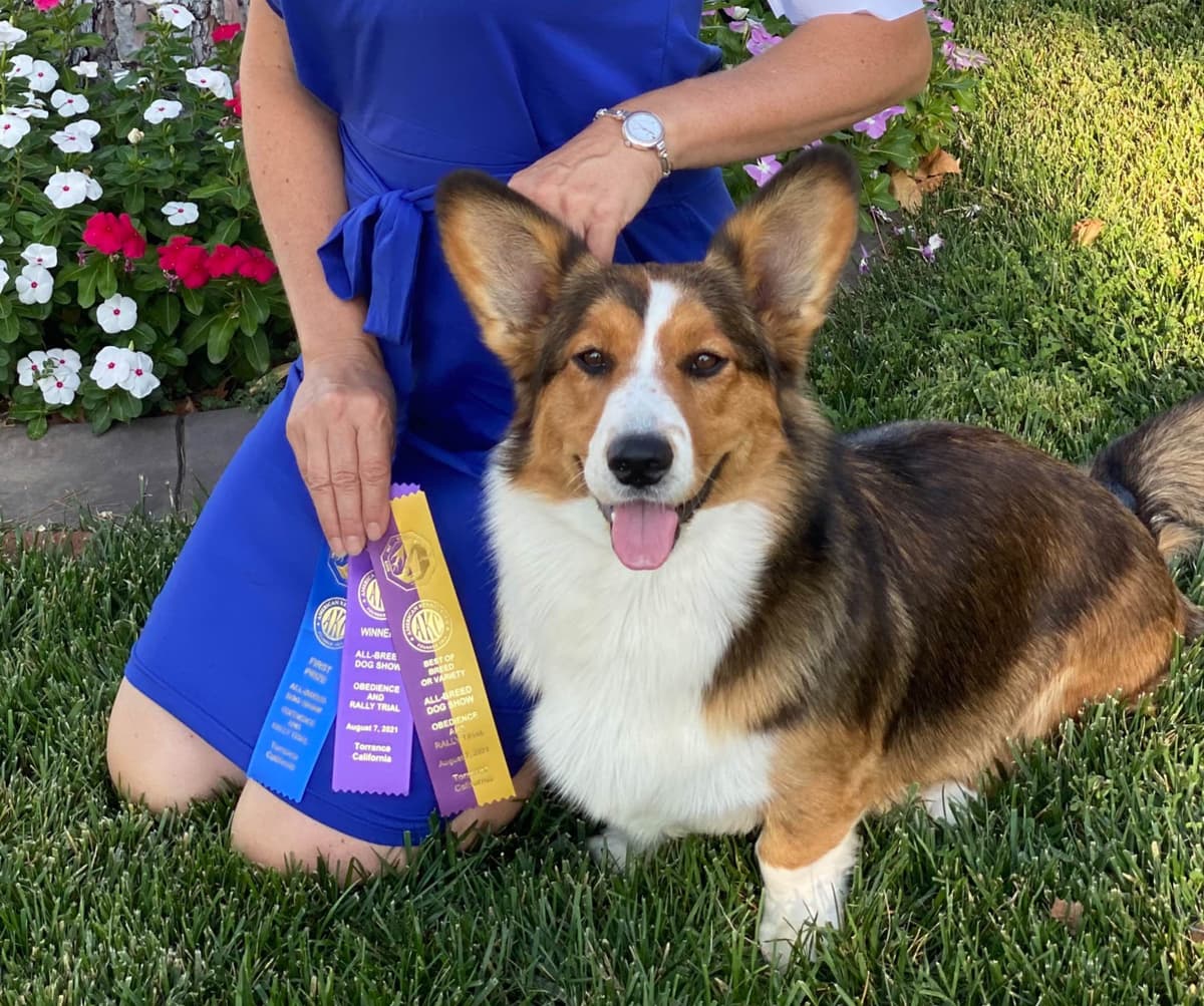 Cardigan Welsh Corgi FEMALE Puppies breeder image 9