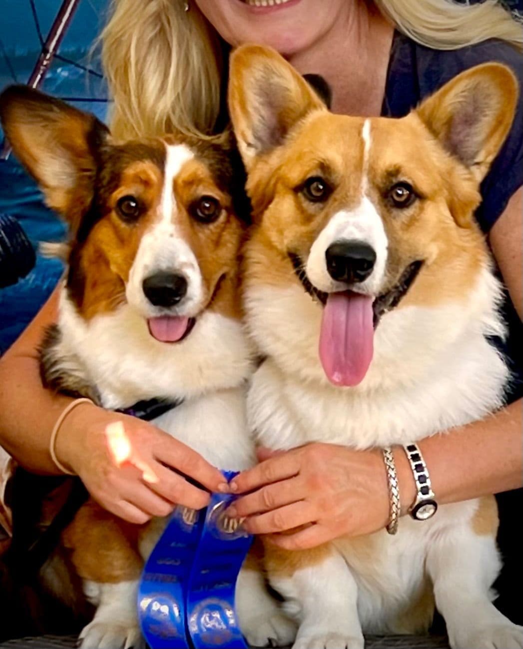 Cardigan Welsh Corgi FEMALE Puppies breeder image 11