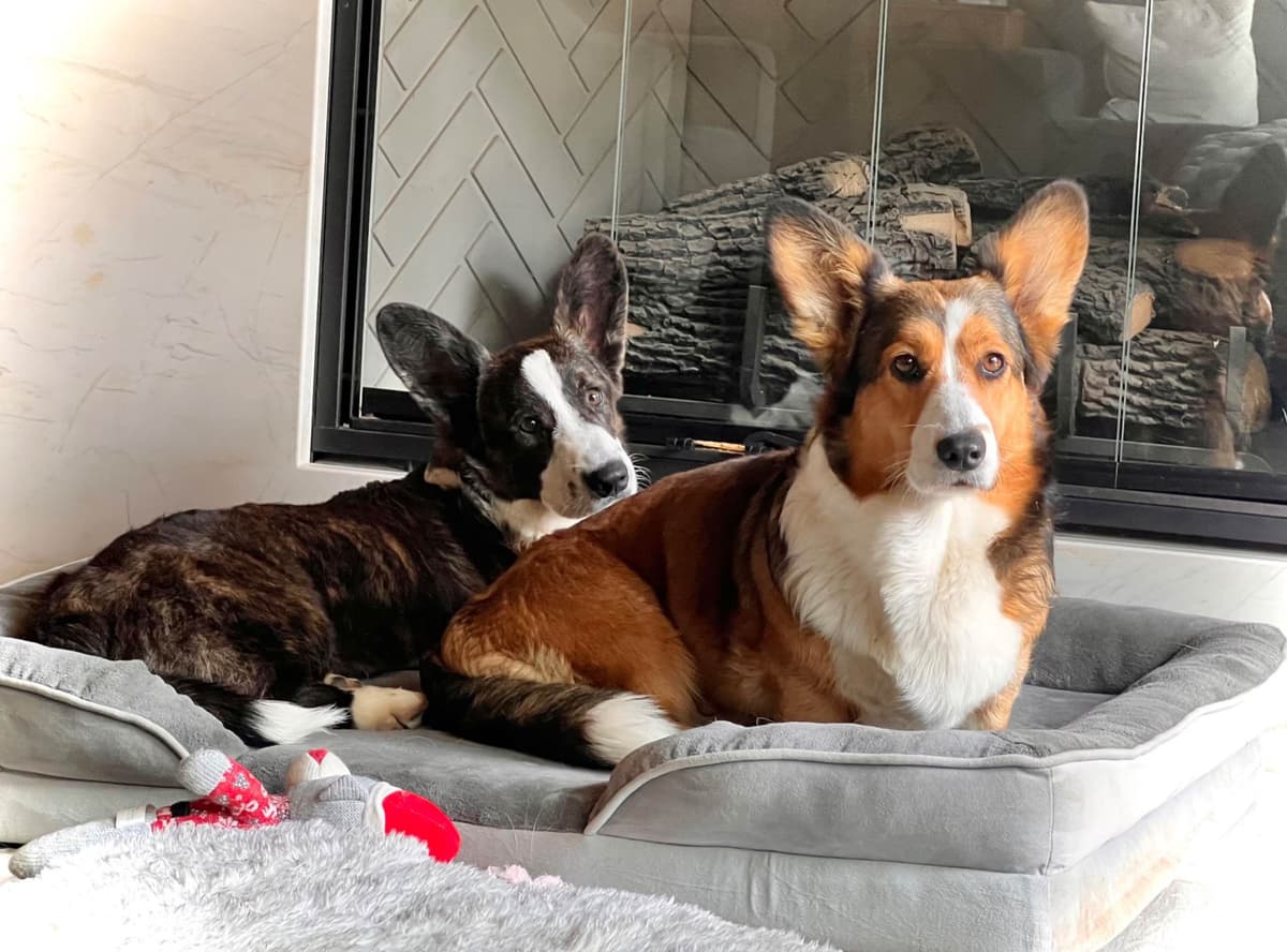 Cardigan Welsh Corgi FEMALE Puppies breeder image 13