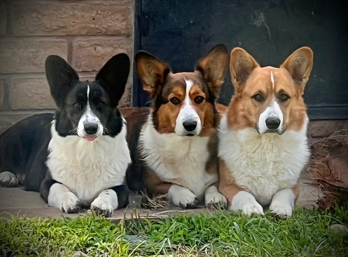 Cardigan Welsh Corgi FEMALE Puppies breeder image 14