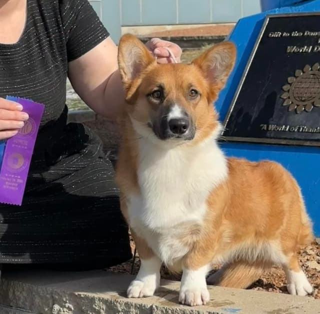 Cardigan Welsh Corgi Puppies media 2