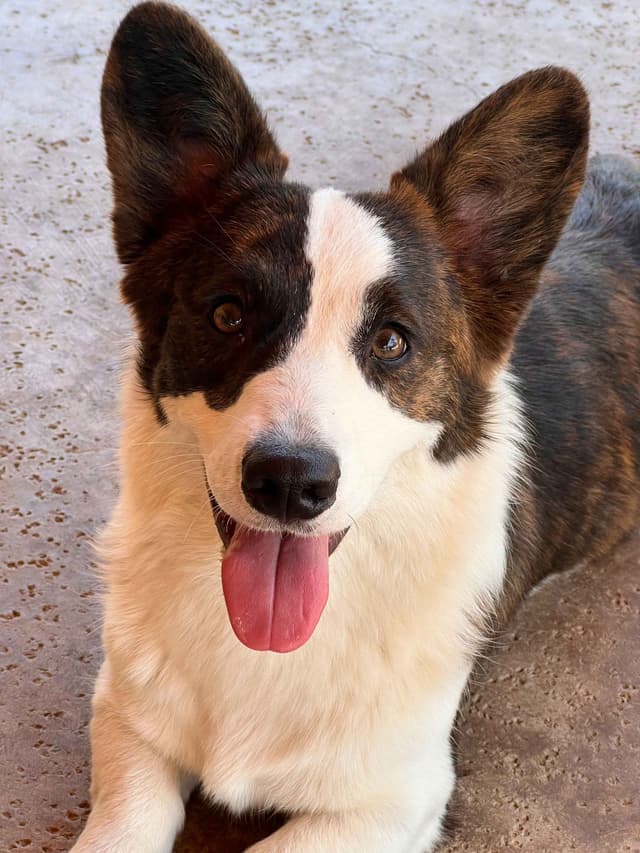 Cardigan Welsh Corgi Puppies media 3