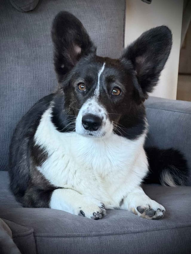 Cardigan Welsh Corgi Puppies media 4