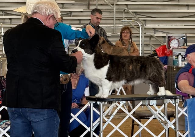 Cardigan Welsh Corgi Puppies media 5
