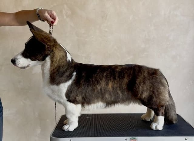 Cardigan Welsh Corgi Puppies media 6