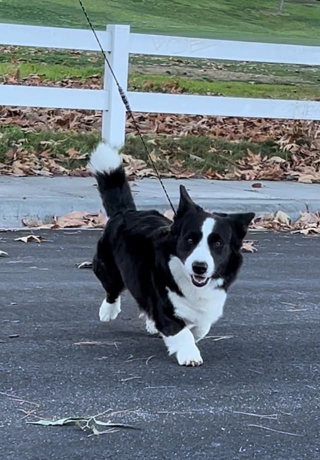 Cardigan Welsh Corgi Puppies media 7
