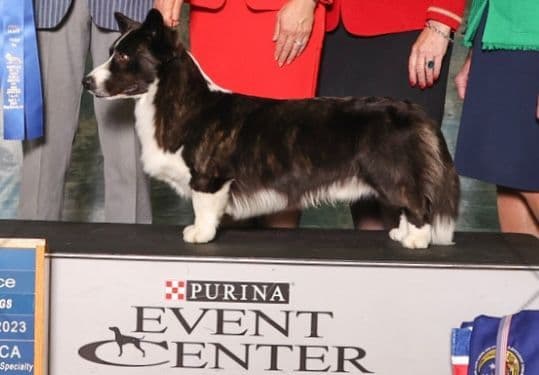 Cardigan Welsh Corgi Puppies media 8