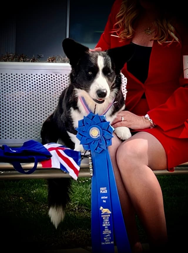 Cardigan Welsh Corgi Puppies media 9