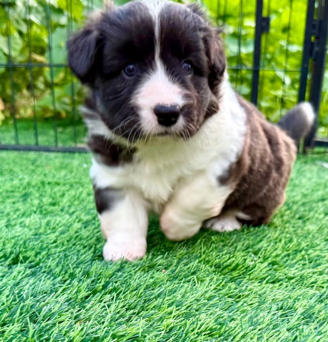 Cardigan Welsh Corgi Puppies media 12